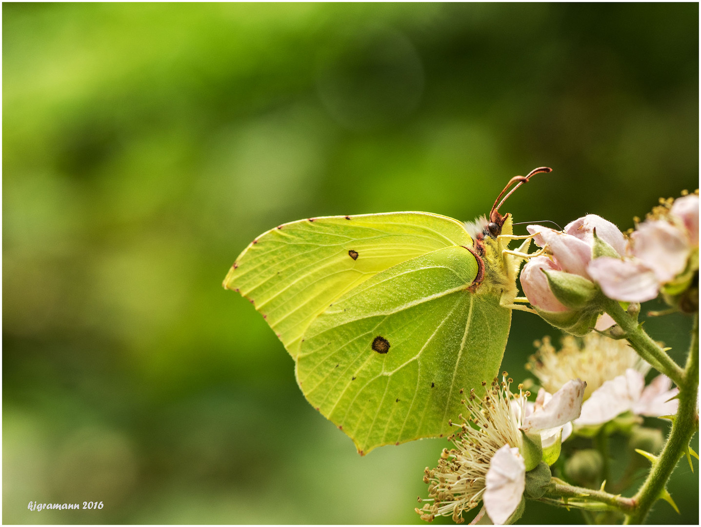 zitrone an brombeere......