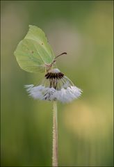 Zitrone auf Glatze