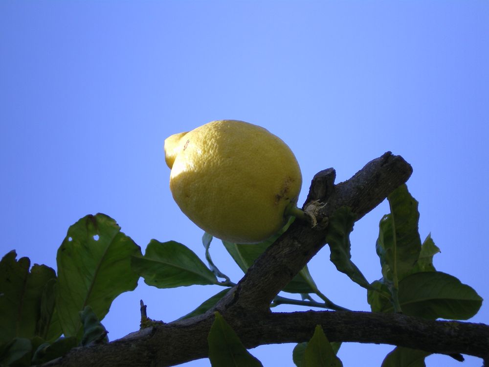 Zitrone im siebten Himmel