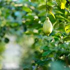 Zitrone im Zitrusgarten