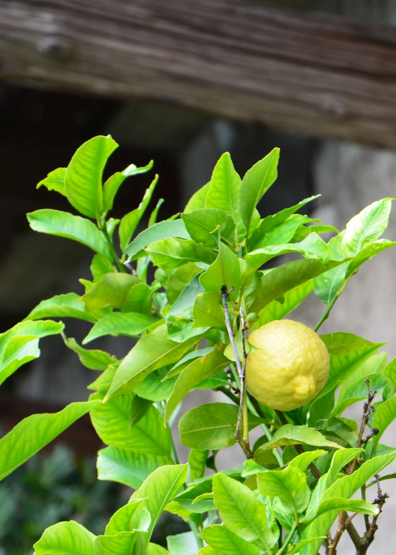 Zitrone - Limone sul Garda