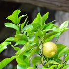 Zitrone - Limone sul Garda