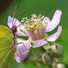 Zitrone mit Brombeere