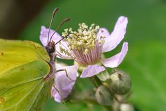 Zitrone mit Brombeere