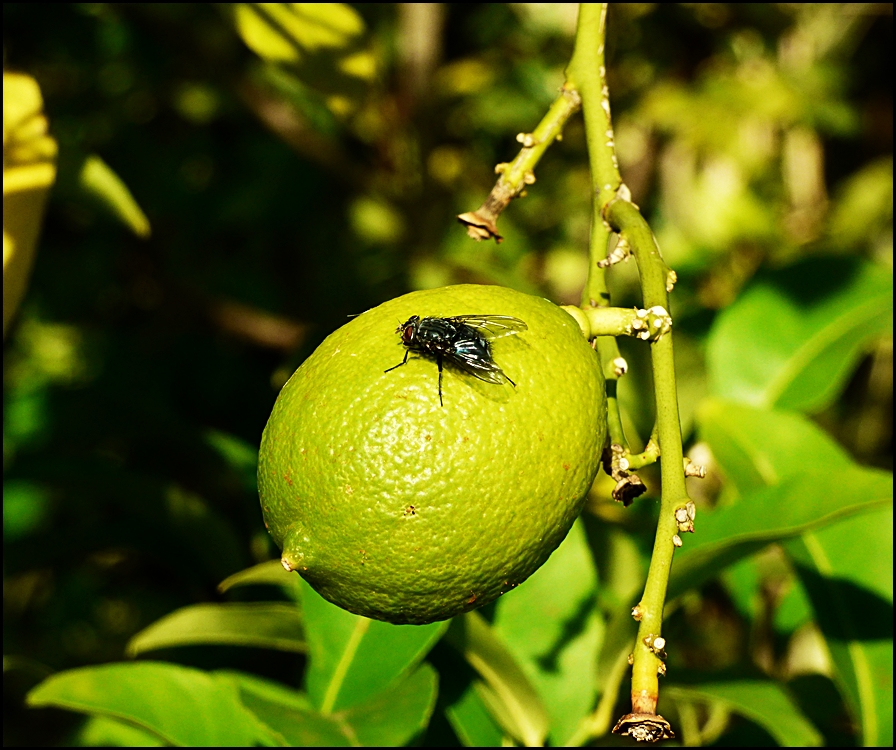 Zitrone mit Fliege