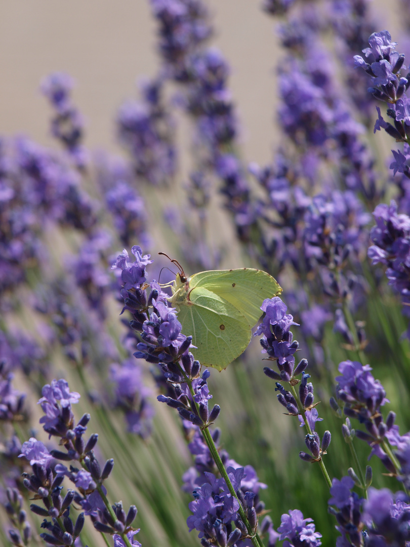 Zitrone u. Lavendel