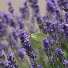 Zitrone u. Lavendel