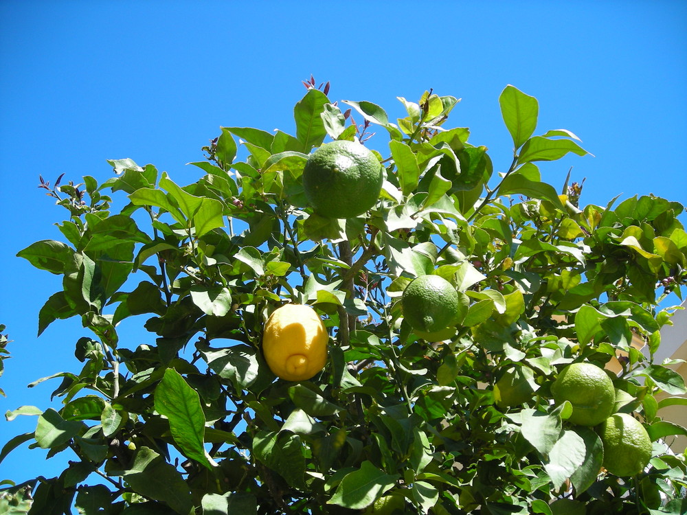 Zitrone unter Limetten