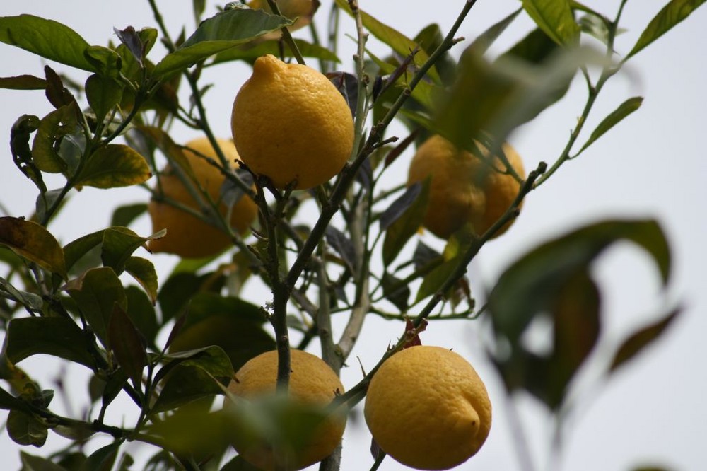 Zitronen auf Mallorca
