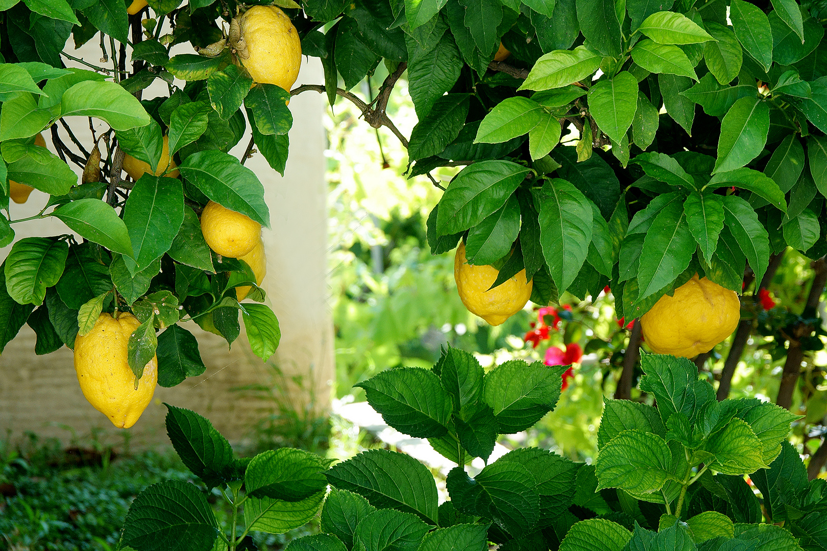 Zitronen aus im Garten