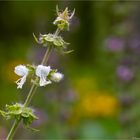 Zitronen Basilikum (Ocimum americanum)