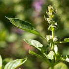 Zitronen Basilikum (Ocimum americanum)D