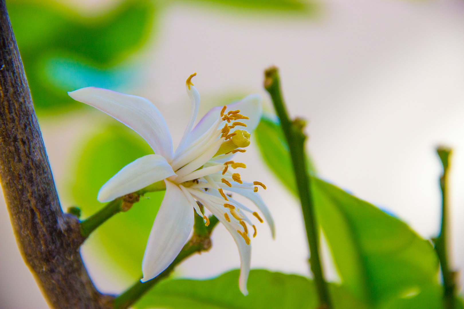 Zitronen Baum Blüte