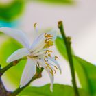 Zitronen Baum Blüte