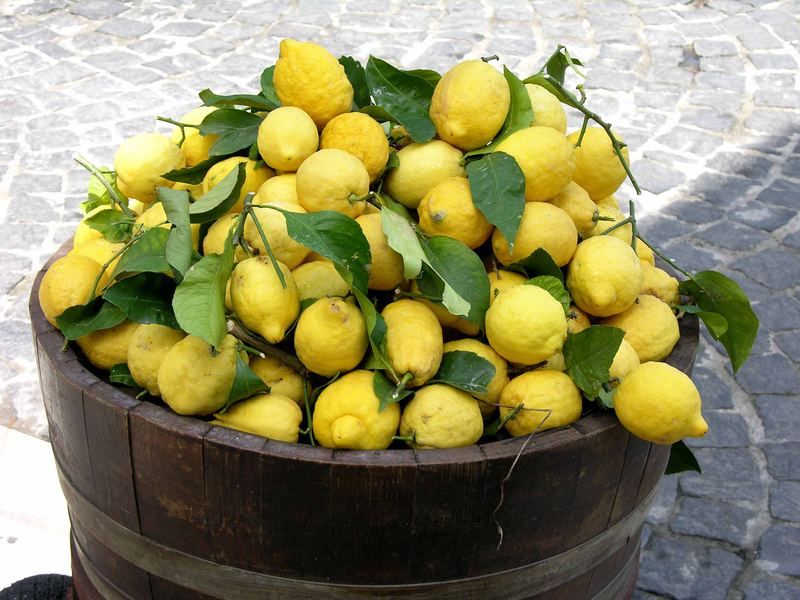 Zitronen-Ernte auf Ischia Foto &amp; Bild | europe, italy, vatican city, s ...
