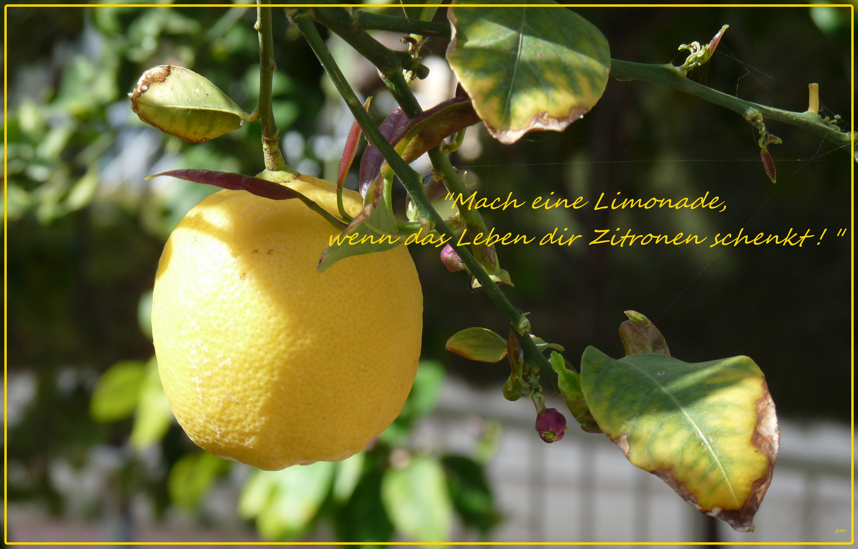 zitronen-limonade