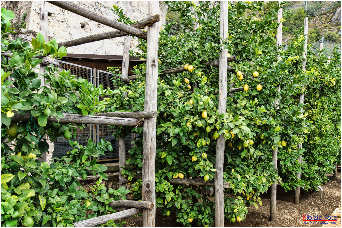 Zitronen-/Limonenanbau in Limone (Gardasee)