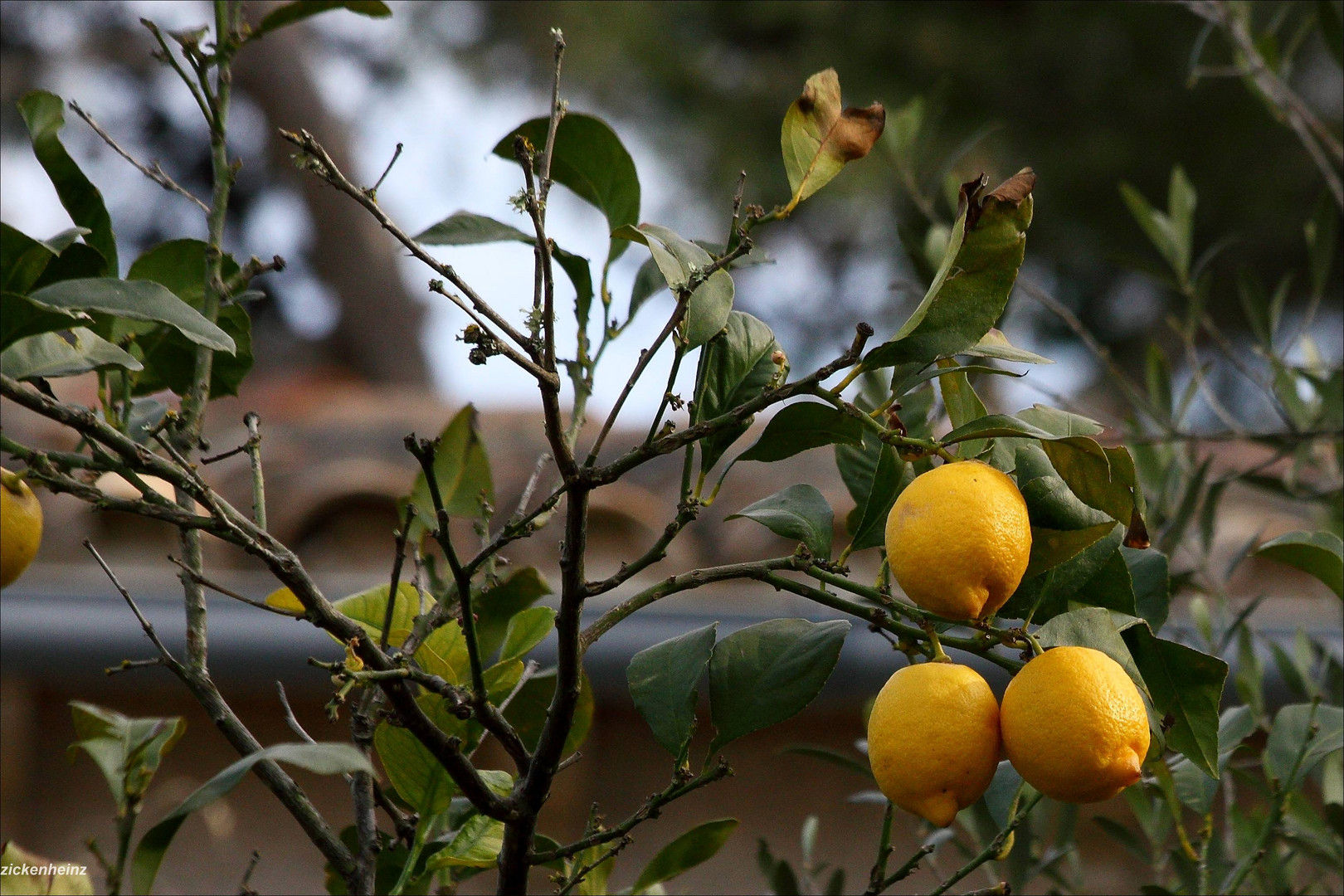 Zitronen (Mallorca)