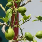 Zitronen- oder Limettenbaum in Puerto de Mogán