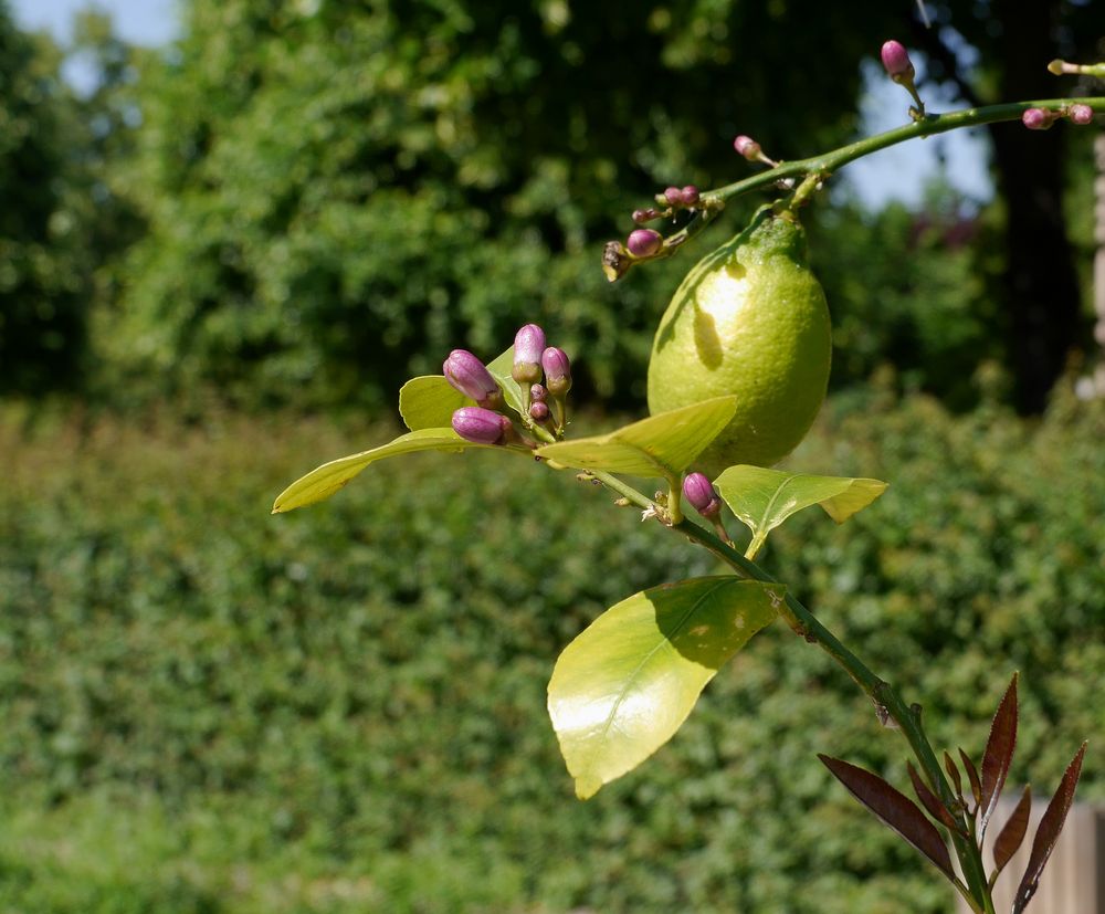 Zitronenbäumchen Foto &amp; Bild | pflanzen, pilze &amp; flechten, bäume ...