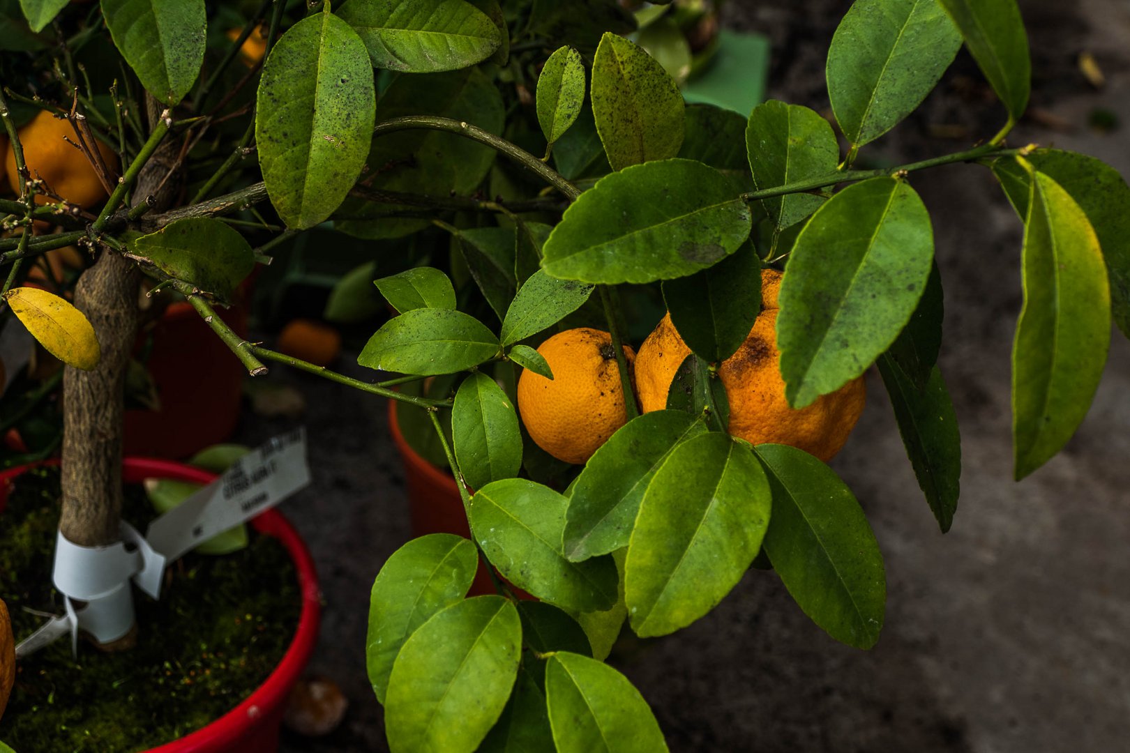 Zitronenbäumchen in der Gärtnerei
