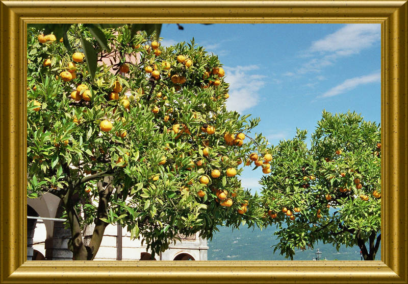 Zitronenbäume