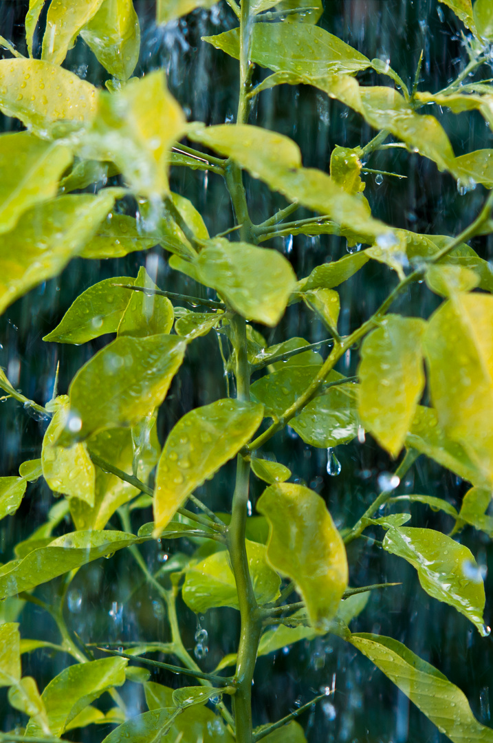 Zitronenbaum im Regen