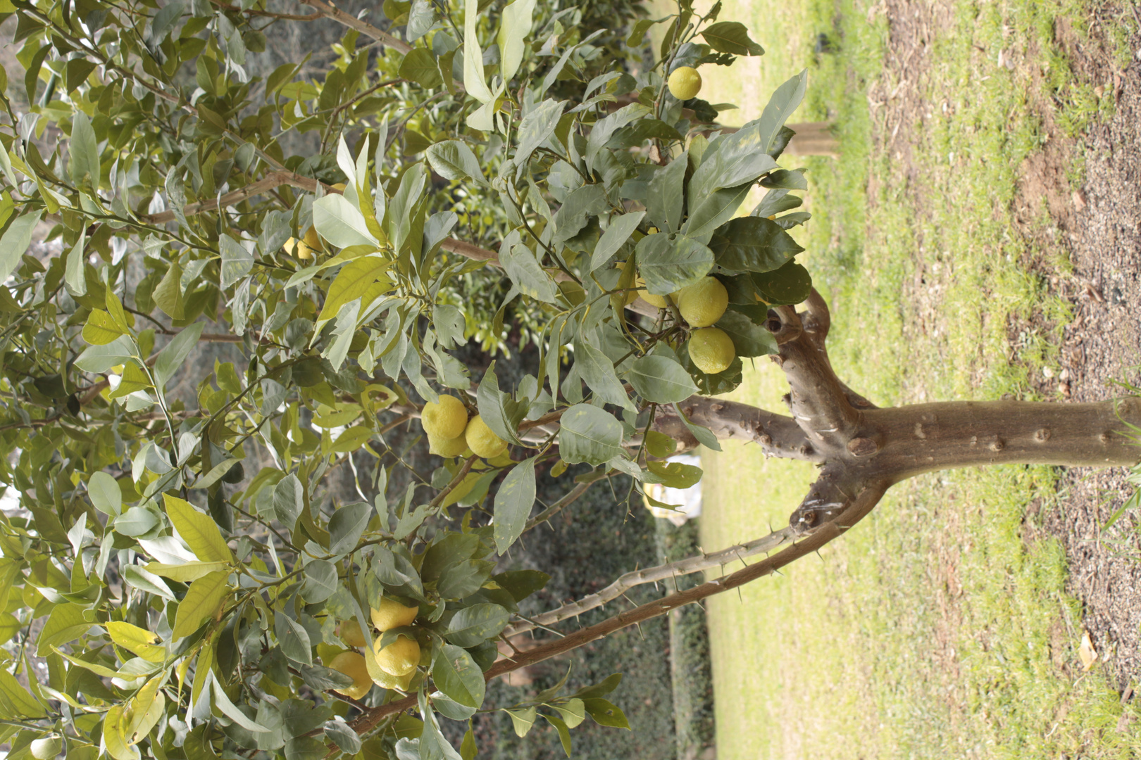 Zitronenbaum in Barcelona