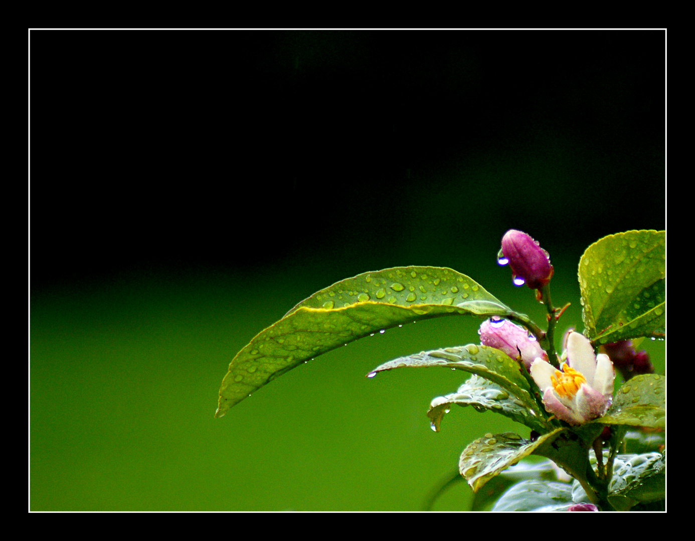 Zitronenbaumblüte