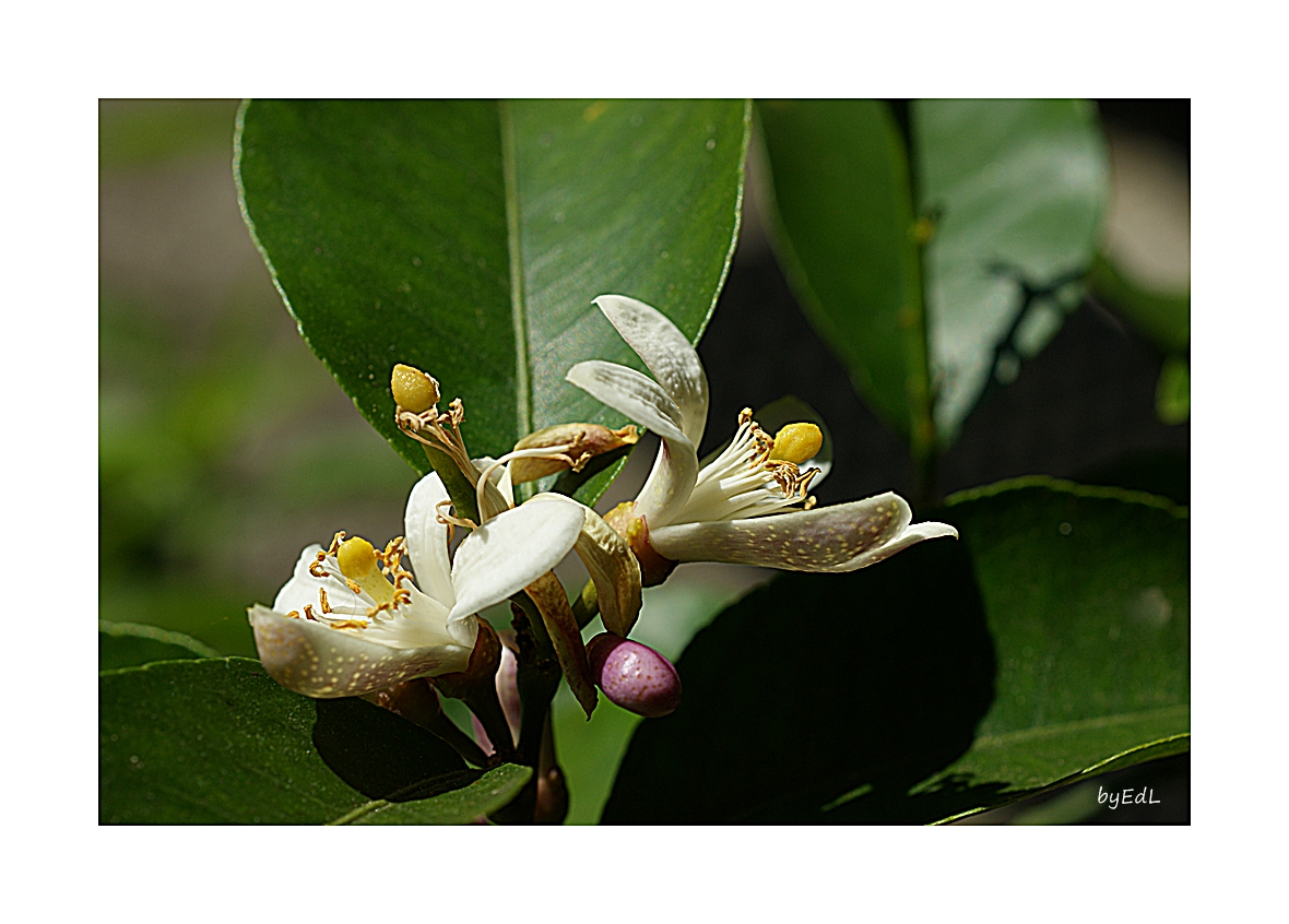 Zitronenbaumblüten