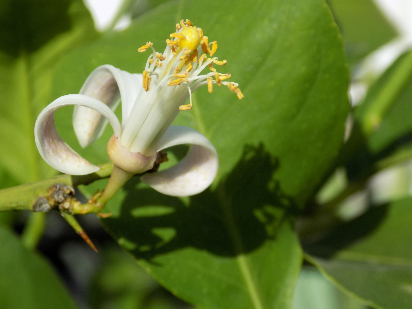 Zitronenblüte 