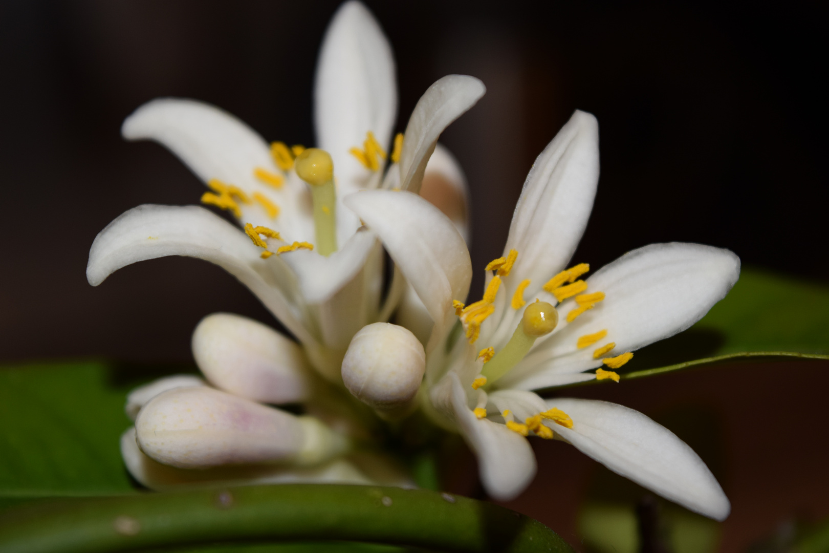 Zitronenblüte