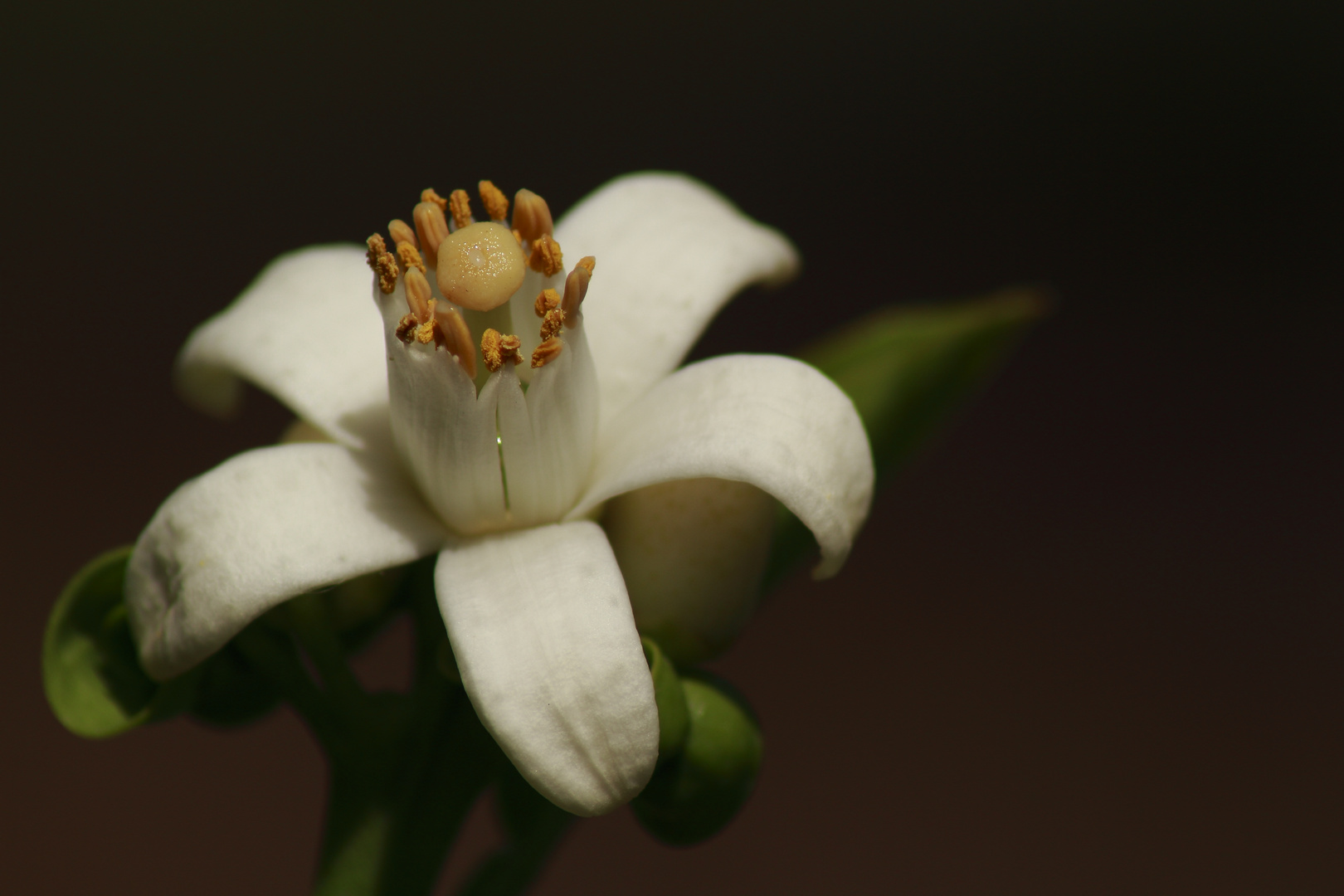 Zitronenblüte