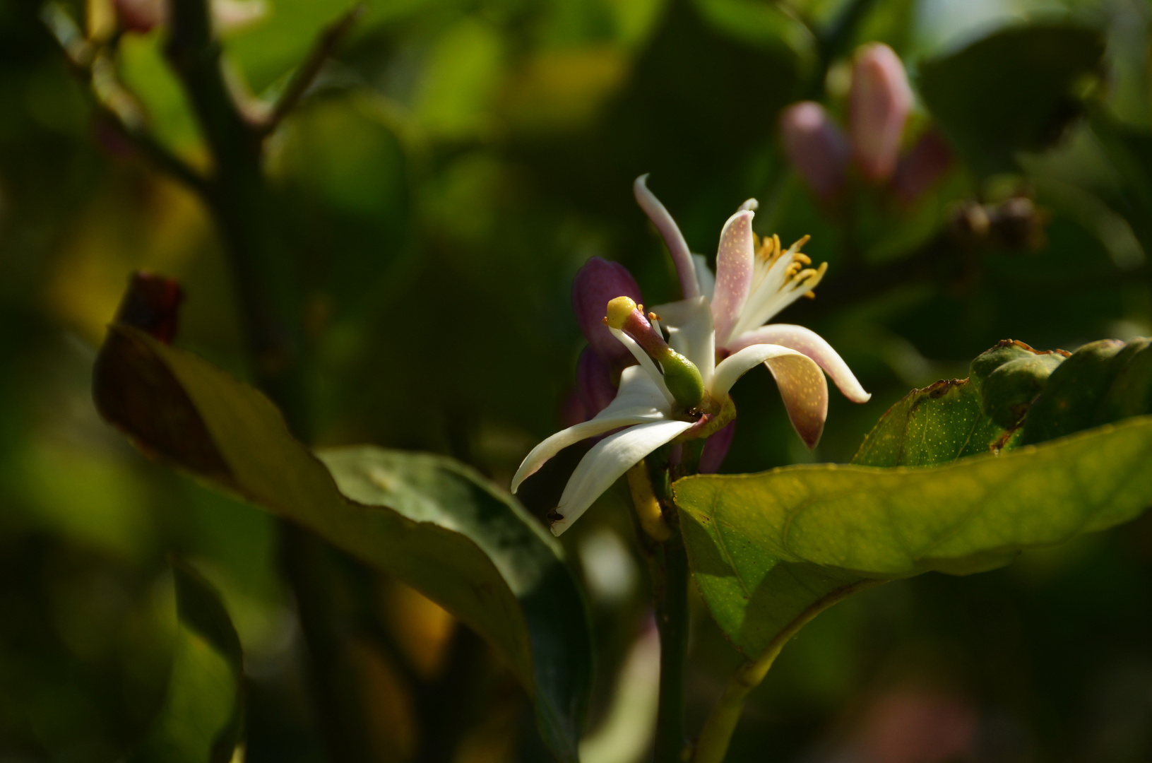 Zitronenblüte