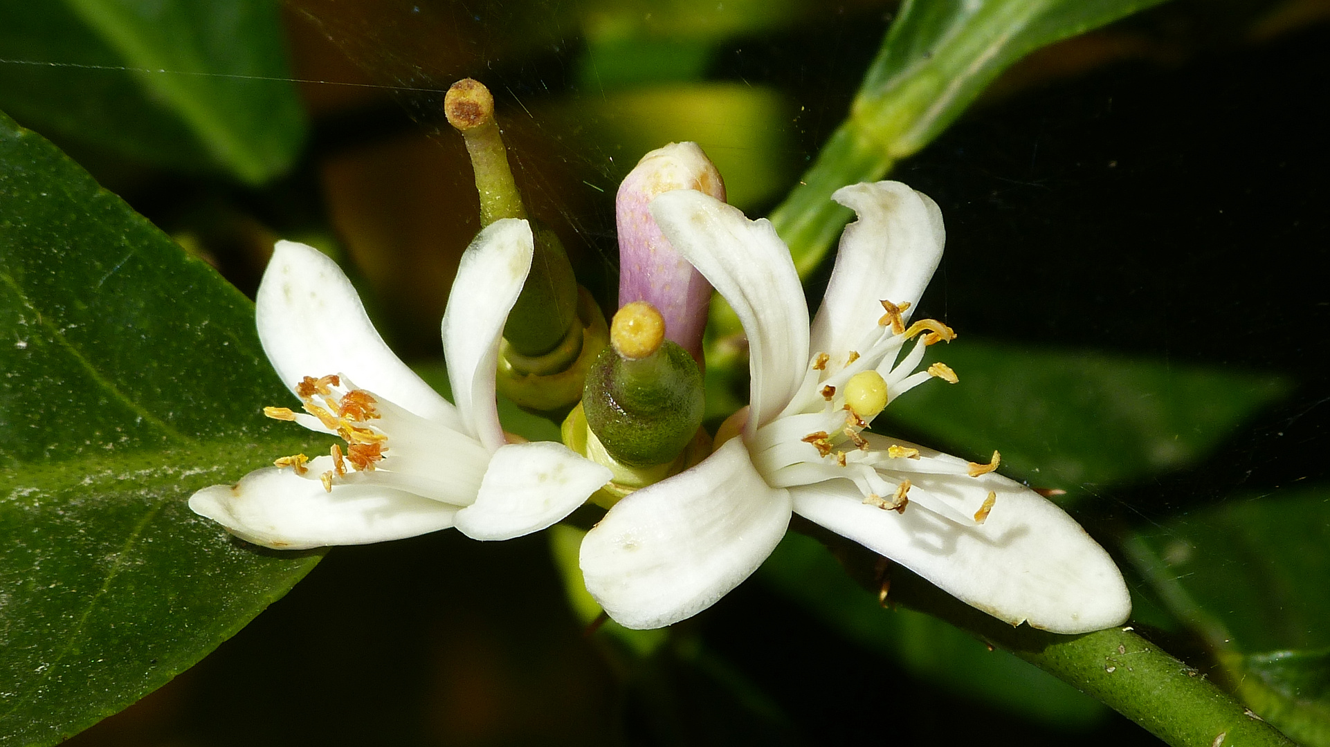 Zitronenblüte 4