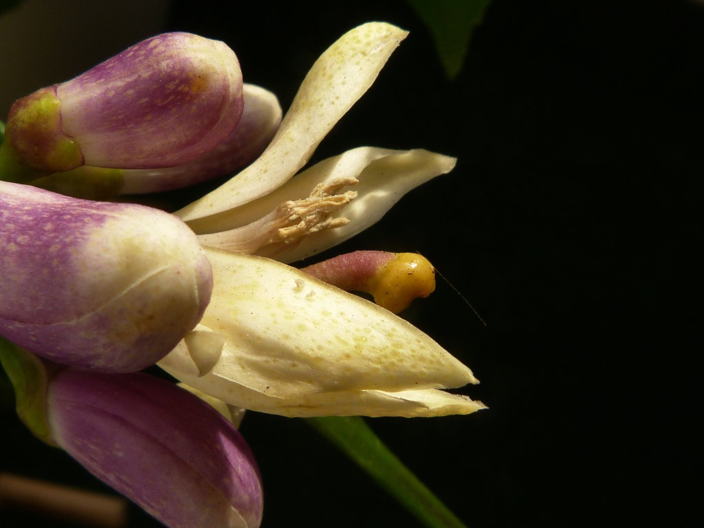 Zitronenblüte