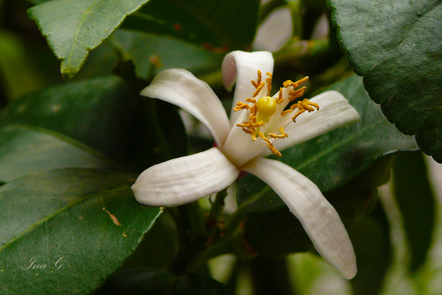 Zitronenblüte