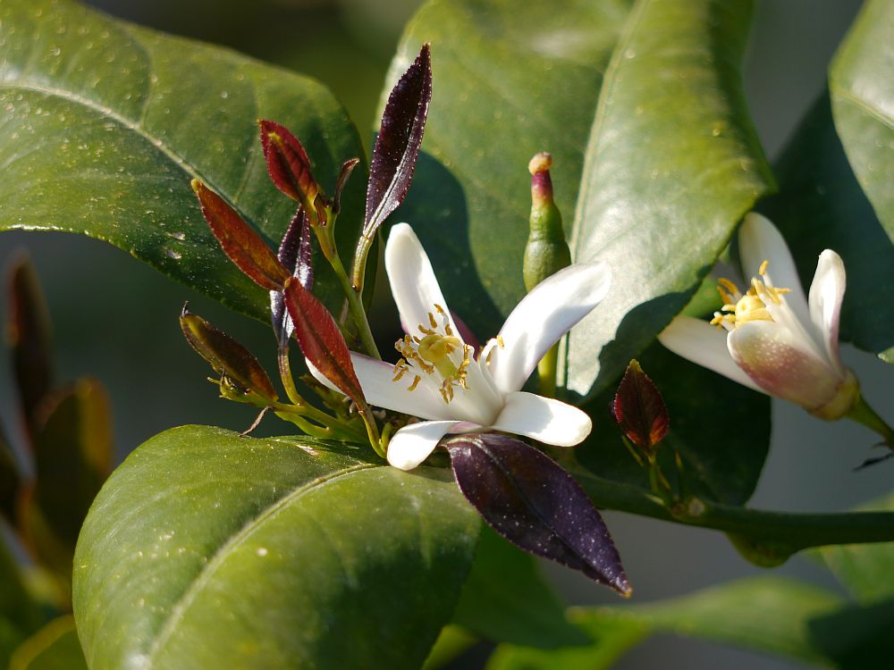 Zitronenblüte