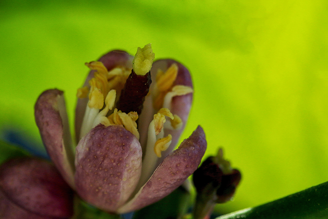 Zitronenblüte auf Balkonien 