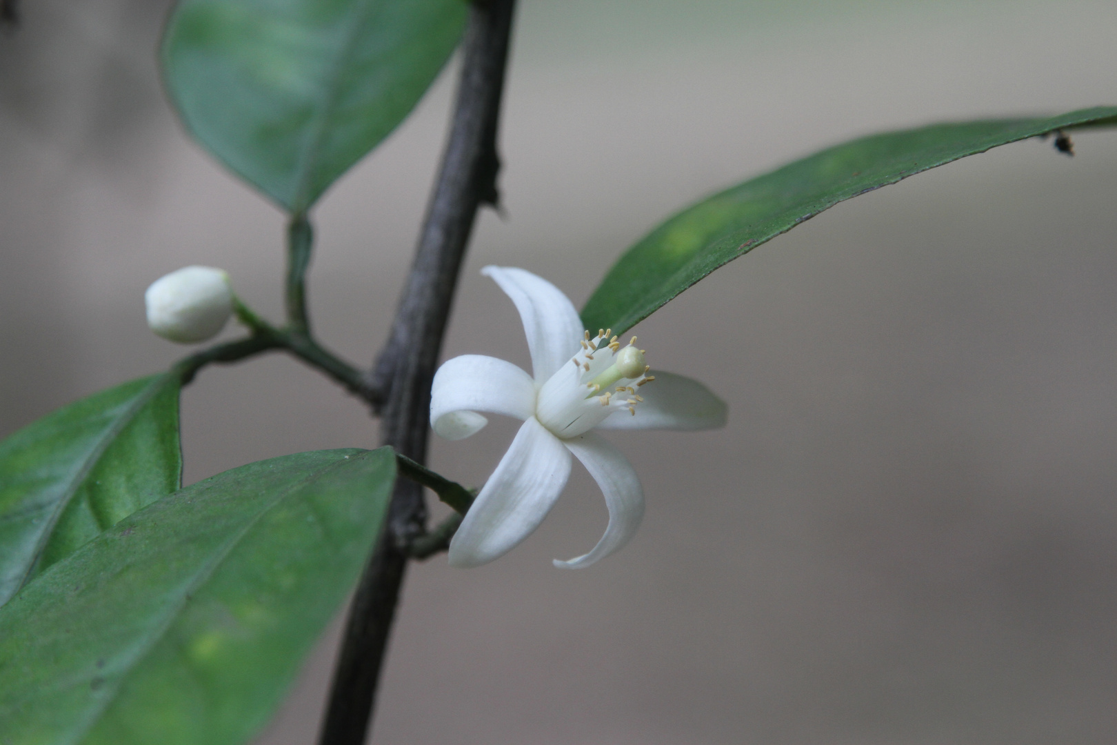 Zitronenblüte