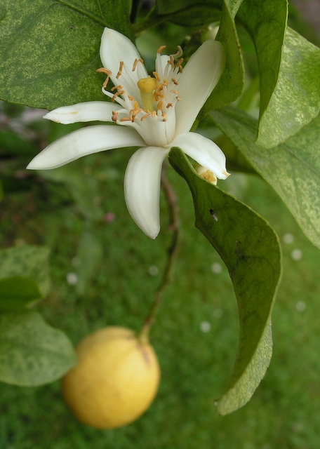 zitronenblüte