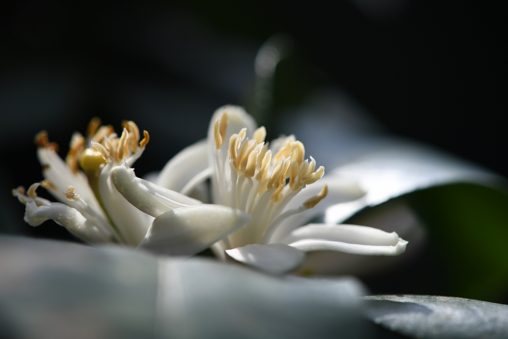 Zitronenblüte