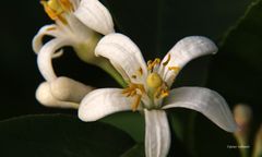 Zitronenblüte im Berggarten Herrenhausen