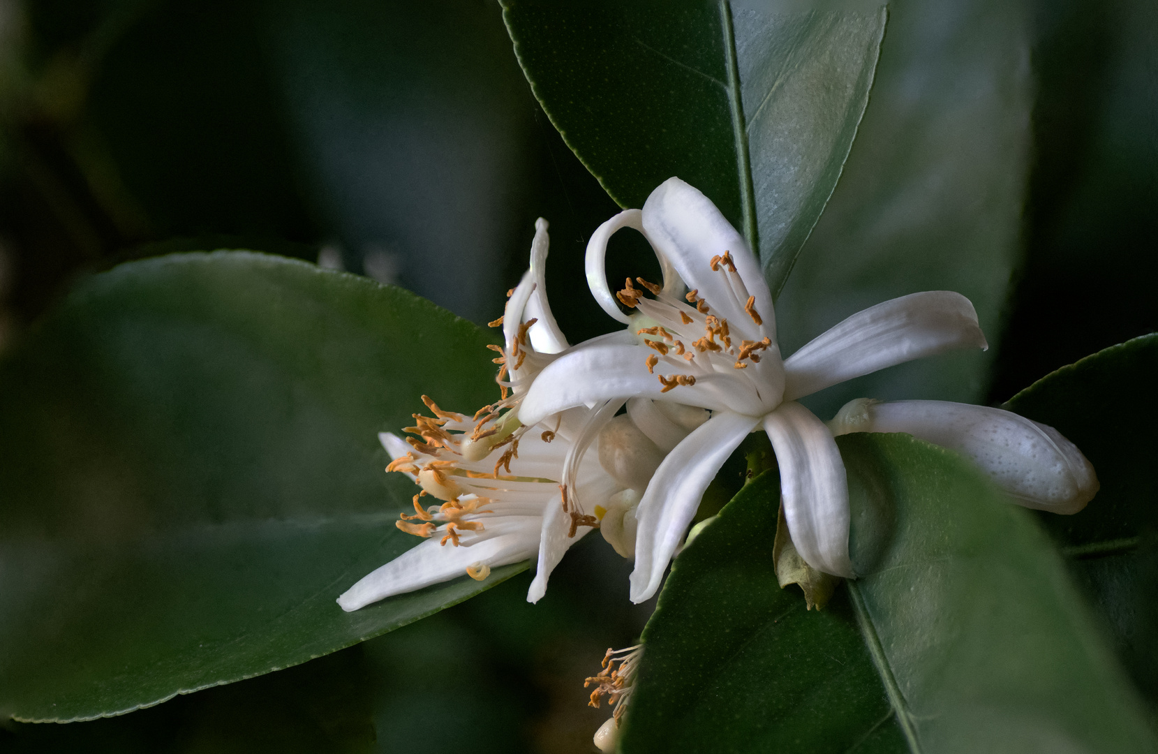 Zitronenblüte im Winter