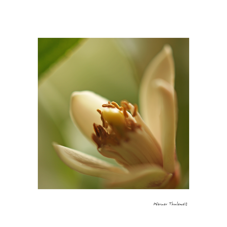 Zitronenblüte im Wintergarten