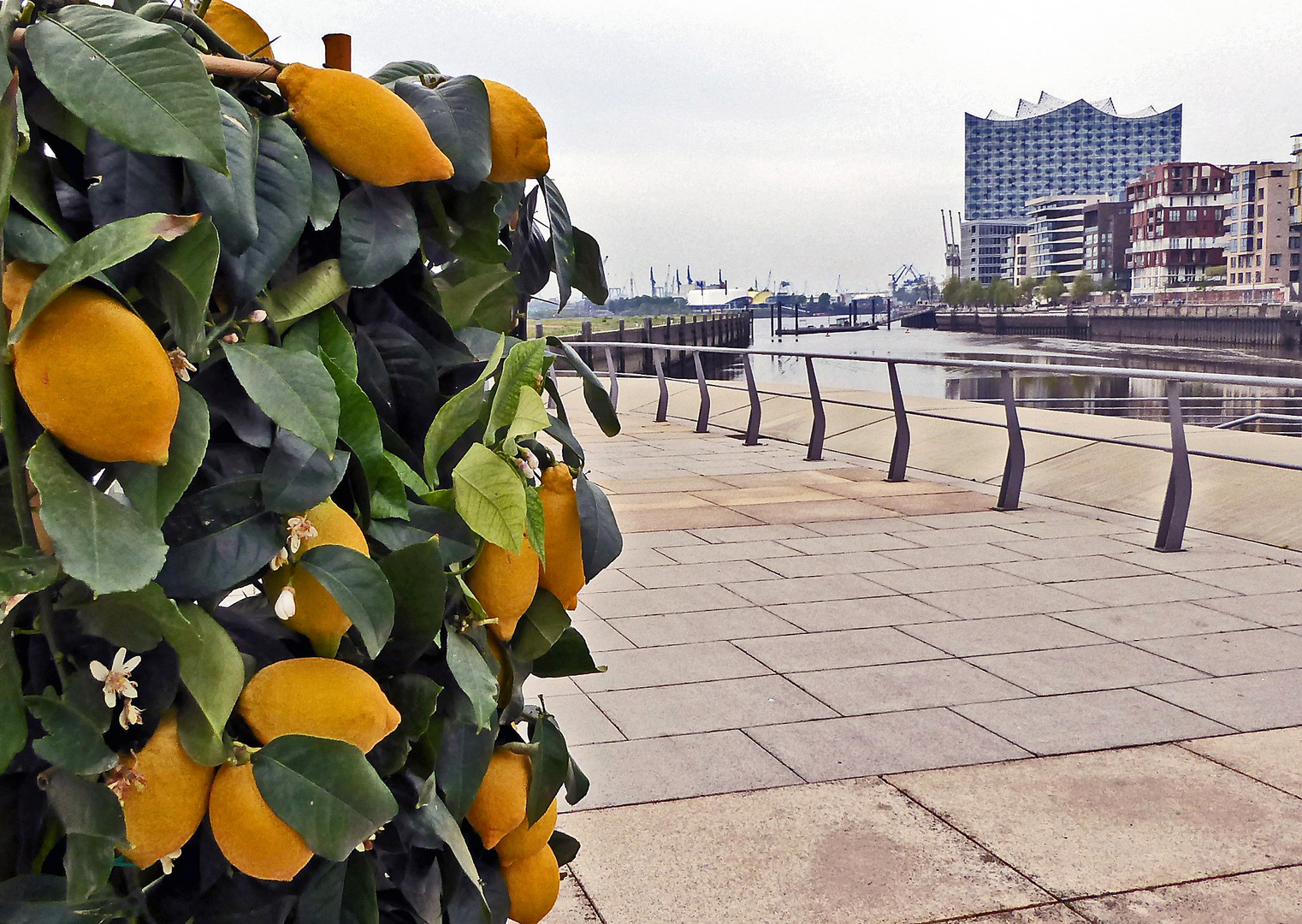 Zitronenblüte in Hamburg