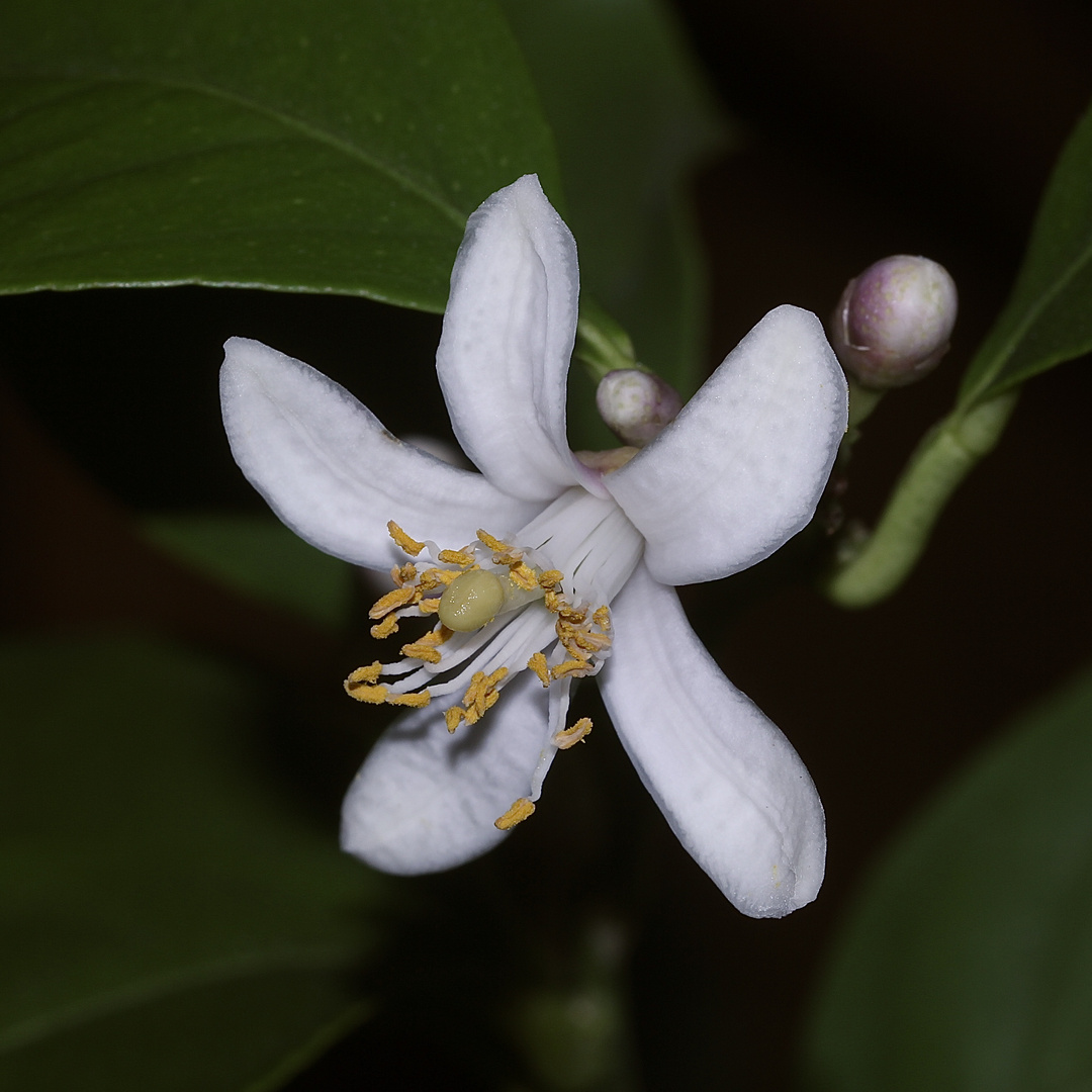 Zitronenblüte und -knospen in Christas Wintergarten