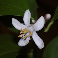 Zitronenblüte und -knospen in Christas Wintergarten