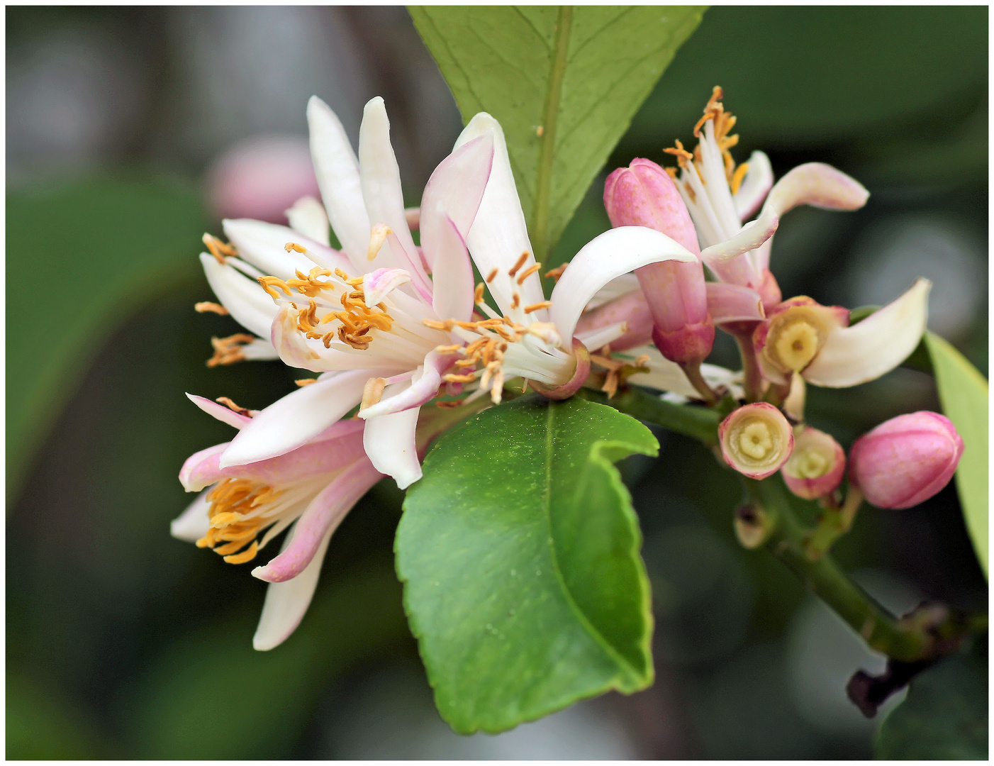 *Zitronenblüten*