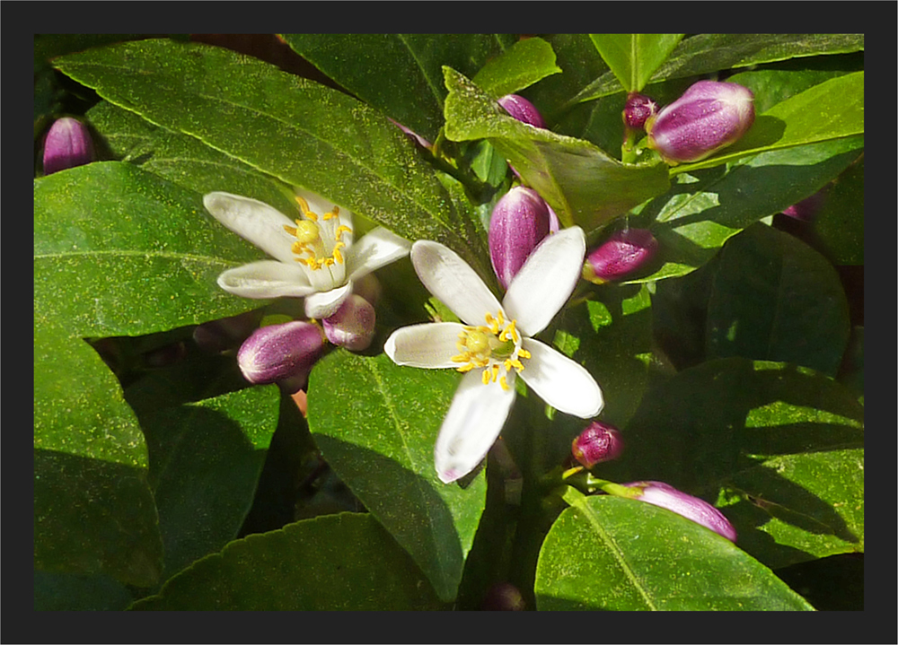 Zitronenblüten